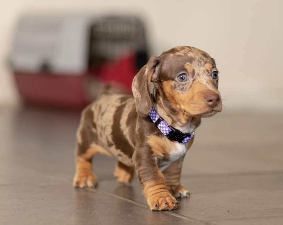 How To Introduce A New Pet To Other Household Pets